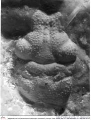 Historisches Foto von Planoprosopon rhathamingus (Schweitzer & Feldmann, 2009) (NHMW-AFW-GEO-BACHMAYER-FOTO-1990-0041-3015a)
